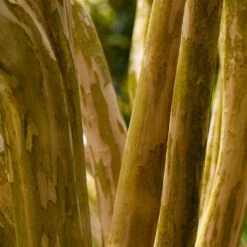 Pink Velour Crape Myrtle -Nature Grove Shop Pnk Velour Crape Myrtle