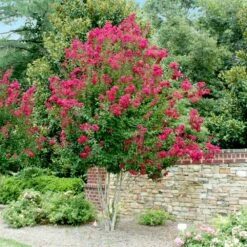Pink Velour Crape Myrtle -Nature Grove Shop Pnk Velour Crape Myrtle 4 FGT