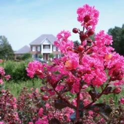 Pink Velour Crape Myrtle -Nature Grove Shop Pnk Velour Crape Myrtle 6 FGT