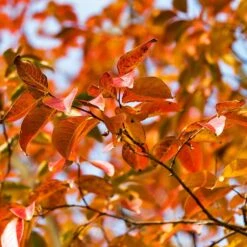 Pink Velour Crape Myrtle -Nature Grove Shop Pnk Velour Crape Myrtle 8