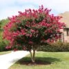 Pink Velour Crape Myrtle -Nature Grove Shop Pnk Velour Crape Myrtle FGT 600x600 b03142bb 2ee6 41eb 8c3b 61824ffc7733