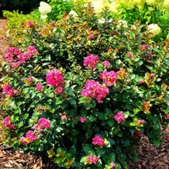 Pocomoke Crape Myrtle 10 Pocomoke Crape Myrtle -Nature Grove Shop Pocomoke Crape myrtle 2
