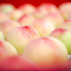 Polly Peach Tree -Nature Grove Shop Polly Peach 2