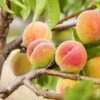 Polly Peach Tree -Nature Grove Shop Polly Peach FGT 600x600 1