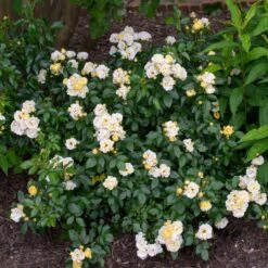 Popcorn Drift® Rose 7 Popcorn Drift® Rose -Nature Grove Shop Popcorn Drift Rose 3