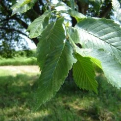 Prairie Expedition® Elm Tree -Nature Grove Shop Prairie Expedition Elm 2