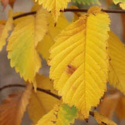 Prairie Expedition® Elm Tree -Nature Grove Shop Prairie Expedition Elm 3