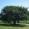 Prairie Expedition® Elm Tree -Nature Grove Shop Prairie Expedition Elm FGT 600x600 c746e7fe 4ee2 4b9c ba34 fb285d23b7a7