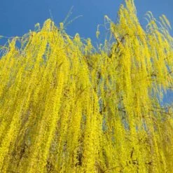 Prairie Cascade Weeping Willow 8 Prairie Cascade Weeping Willow -Nature Grove Shop Prarie Cascade Willow 3 FGT