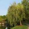 Prairie Cascade Weeping Willow -Nature Grove Shop Prarie Cascade Willow FGT 600x600 7781f277 3593 4f36 9a81 fb90dfbb8fc4
