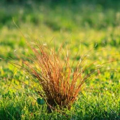 Prairie Fire Sedge -Nature Grove Shop Prarie Fire Sedge 5 FGT