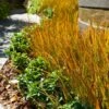 Prairie Fire Sedge -Nature Grove Shop Prarie Fire Sedge FGT 600x600 0ccfb205 f925 4cc6 9f47 7bfe2db0c343