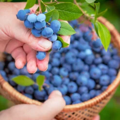 Premier Blueberry Bush - USDA Organic -Nature Grove Shop Premier Blueberry 1 85badbab 42c7 4bae a67e 24ceb6e42e65