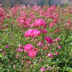 Pretty Polly® Pink Rose -Nature Grove Shop Pretty Polly Pink