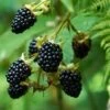 Prime Ark Freedom Blackberry -Nature Grove Shop Prime Ark Freedom Blackberry bush 350w