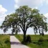 Princeton American Elm Tree -Nature Grove Shop Princeton American Elm FGT 600x600 94f09218 9bde 4ff2 9265 3b41d941b4b2