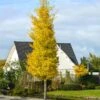 Princeton Sentry™ Columnar Ginkgo Tree -Nature Grove Shop Princeton Sentry Ginkgo Tree 600x600 fc9f7916 3ff4 4782 aed0 0cca999aa227