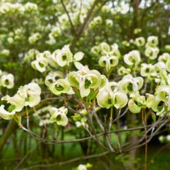 Mexican Flowering Dogwood Tree 8 Mexican Flowering Dogwood Tree -Nature Grove Shop Pringle Mexican Dogwood 1