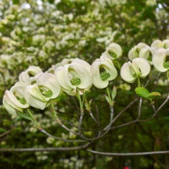 Mexican Flowering Dogwood Tree 9 Mexican Flowering Dogwood Tree -Nature Grove Shop Pringle Mexican Dogwood 2