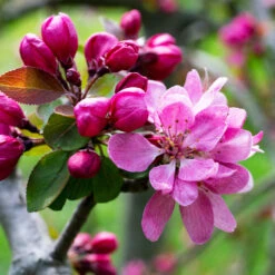 Profusion Crabapple Tree 10 Profusion Crabapple Tree -Nature Grove Shop Profussion Crabapple 3 FGT