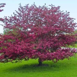 Profusion Crabapple Tree 13 Profusion Crabapple Tree -Nature Grove Shop Profussion Crabapple 5