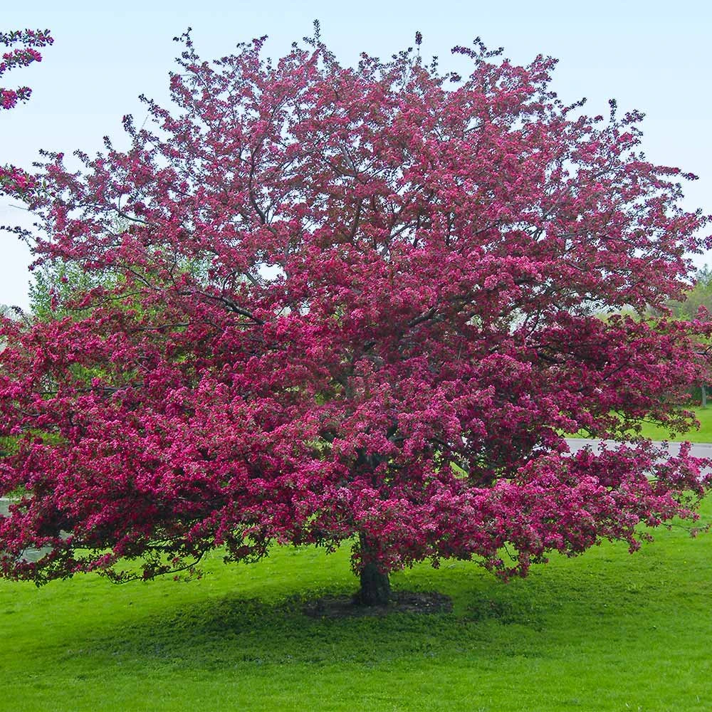 Profusion Crabapple Tree 8 Profusion Crabapple Tree - Image 6