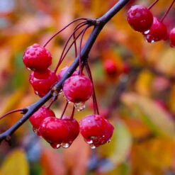 Profusion Crabapple Tree 11 Profusion Crabapple Tree -Nature Grove Shop Profussion Crabapple 6