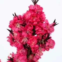 Ruby Ruffle™ Patio Peach Tree -Nature Grove Shop Prunus RubyRuffles 2