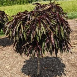 Ruby Ruffle™ Patio Peach Tree -Nature Grove Shop Prunus RubyRuffles 3