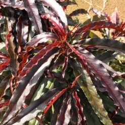 Ruby Ruffle™ Patio Peach Tree -Nature Grove Shop Prunus RubyRuffles 6