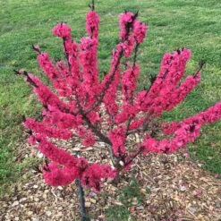 Ruby Ruffle™ Patio Peach Tree -Nature Grove Shop Prunus RubyRuffles 7