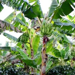 Puerto Rican Plantain Banana Tree 14 Puerto Rican Plantain Banana Tree -Nature Grove Shop Puerto Rican Plantain Banana Tree 10