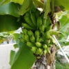 Puerto Rican Plantain Banana Tree 2 Puerto Rican Plantain Banana Tree -Nature Grove Shop Puerto Rican Plantain Banana Tree 600x600 ddb0a822 8a0f 4f43 b9b1 2cbae1c185de