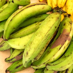 Puerto Rican Plantain Banana Tree 11 Puerto Rican Plantain Banana Tree -Nature Grove Shop Puerto Rican Plantain Banana Tree 7