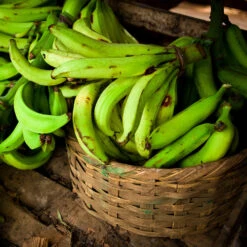 Puerto Rican Plantain Banana Tree 13 Puerto Rican Plantain Banana Tree -Nature Grove Shop Puerto Rican Plantain Banana Tree 9