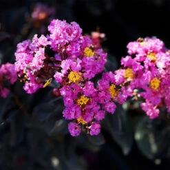 Black Diamond® Crape Myrtle - Purely Purple™ -Nature Grove Shop Purely Purple 1