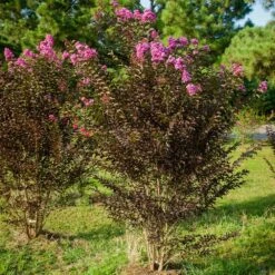 Black Diamond® Crape Myrtle - Purely Purple™ -Nature Grove Shop Purely Purple 3