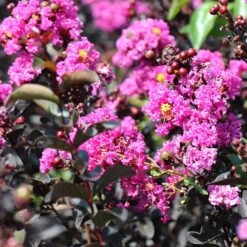 Black Diamond® Crape Myrtle - Purely Purple™ -Nature Grove Shop Purely Purple 4