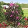 Black Diamond® Crape Myrtle - Purely Purple™ 2 Black Diamond® Crape Myrtle - Purely Purple™ -Nature Grove Shop Purely Purple 600x600 f4511df5 e7fb 4130 8f9c 95337f568af6