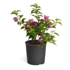 New River Purple Bougainvillea -Nature Grove Shop Purple Bougainvillea 6inch