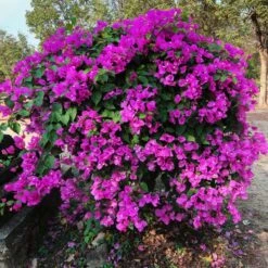 New River Purple Bougainvillea -Nature Grove Shop Purple Bougainvillea New River 11