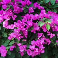New River Purple Bougainvillea -Nature Grove Shop Purple Bougainvillea New River 12 FGT