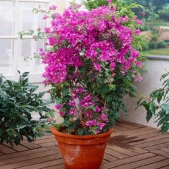 New River Purple Bougainvillea -Nature Grove Shop Purple Bougainvillea New River 2