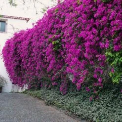 New River Purple Bougainvillea -Nature Grove Shop Purple Bougainvillea New River 7 FGT
