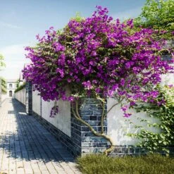 New River Purple Bougainvillea -Nature Grove Shop Purple Bougainvillea New River 9