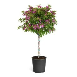 New River Purple Bougainvillea -Nature Grove Shop Purple Bougainvillea Tree