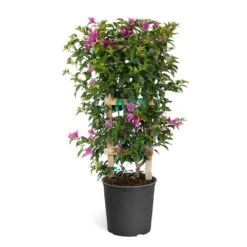 New River Purple Bougainvillea -Nature Grove Shop Purple Bougainvillea Trelis