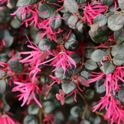 Purple Daydream® Dwarf Loropetalum -Nature Grove Shop Purple Daydream Loropetalum 1