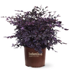 Purple Diamond® Semi-Dwarf Loropetalum 12 Purple Diamond® Semi-Dwarf Loropetalum -Nature Grove Shop Purple Diamond loropetalum 6