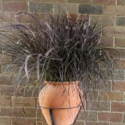 Purple Fountain Grass 12 Purple Fountain Grass -Nature Grove Shop Purple Fountain Grass 1